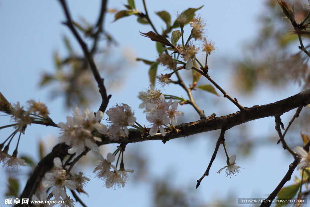 樱花