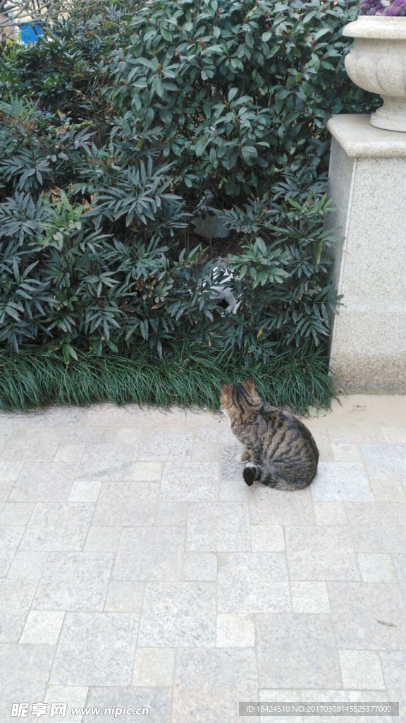 猫