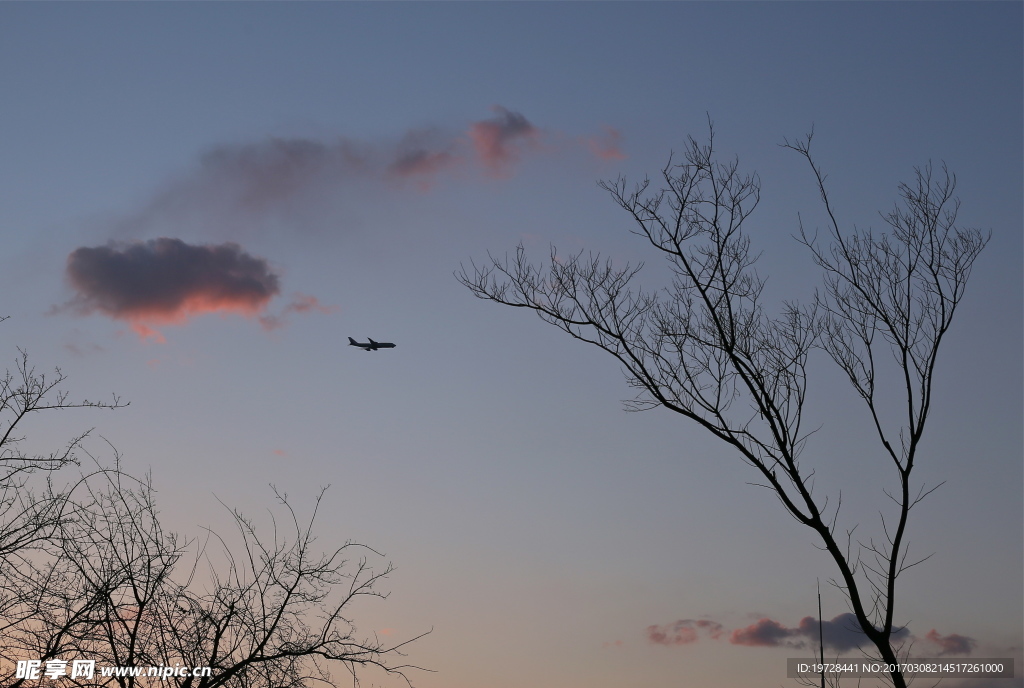 夕阳树影