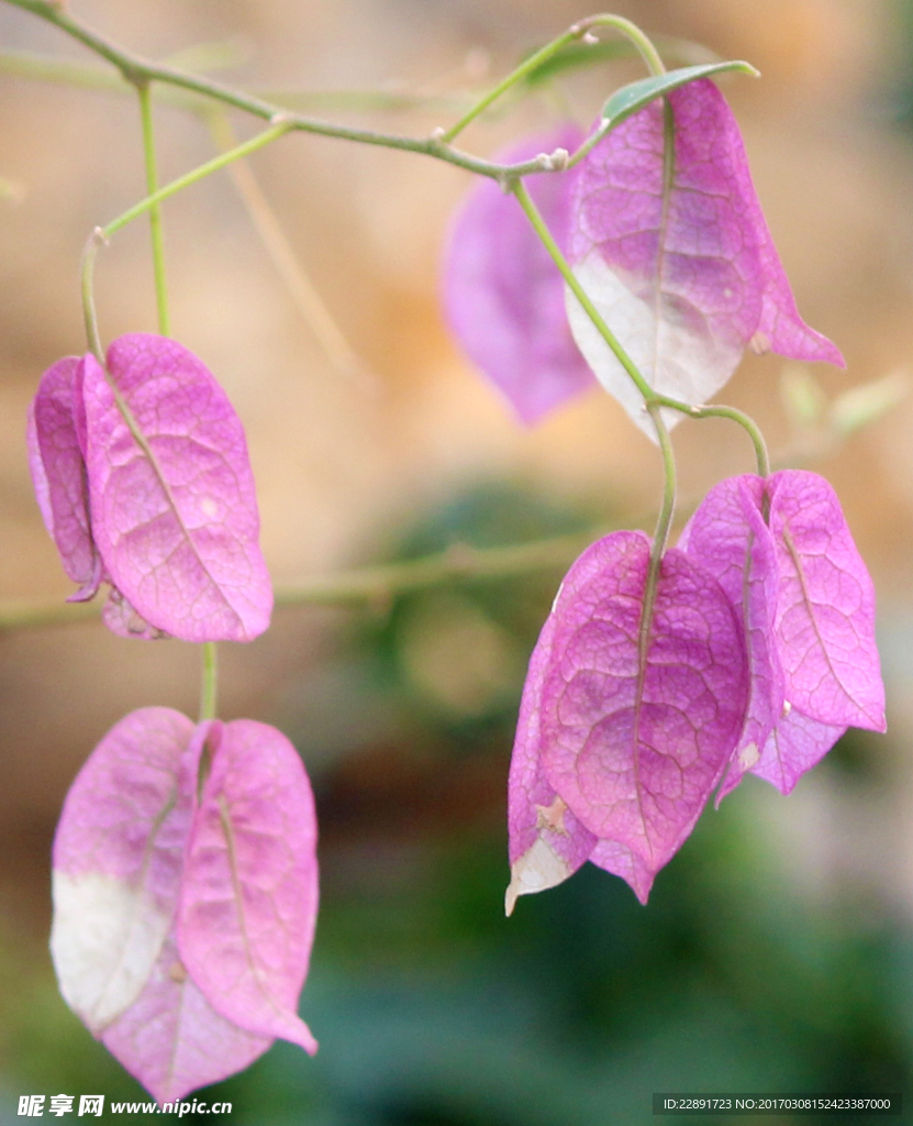 粉红色叶子花