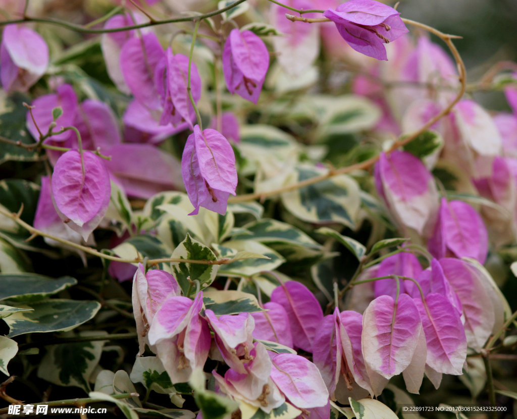 粉红色叶子花