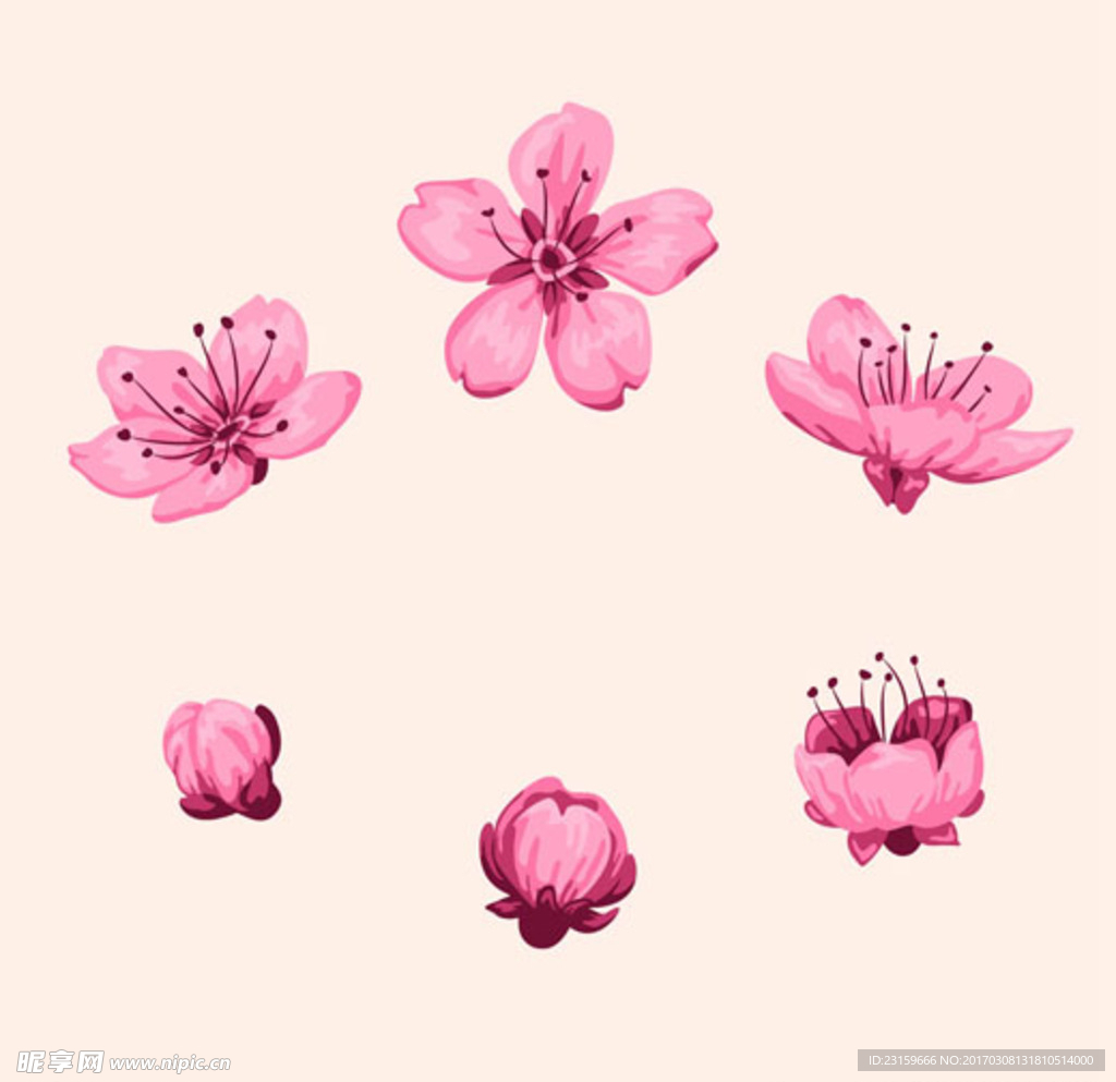 手绘春季樱花盛开过程
