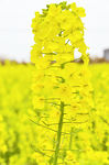 油菜花