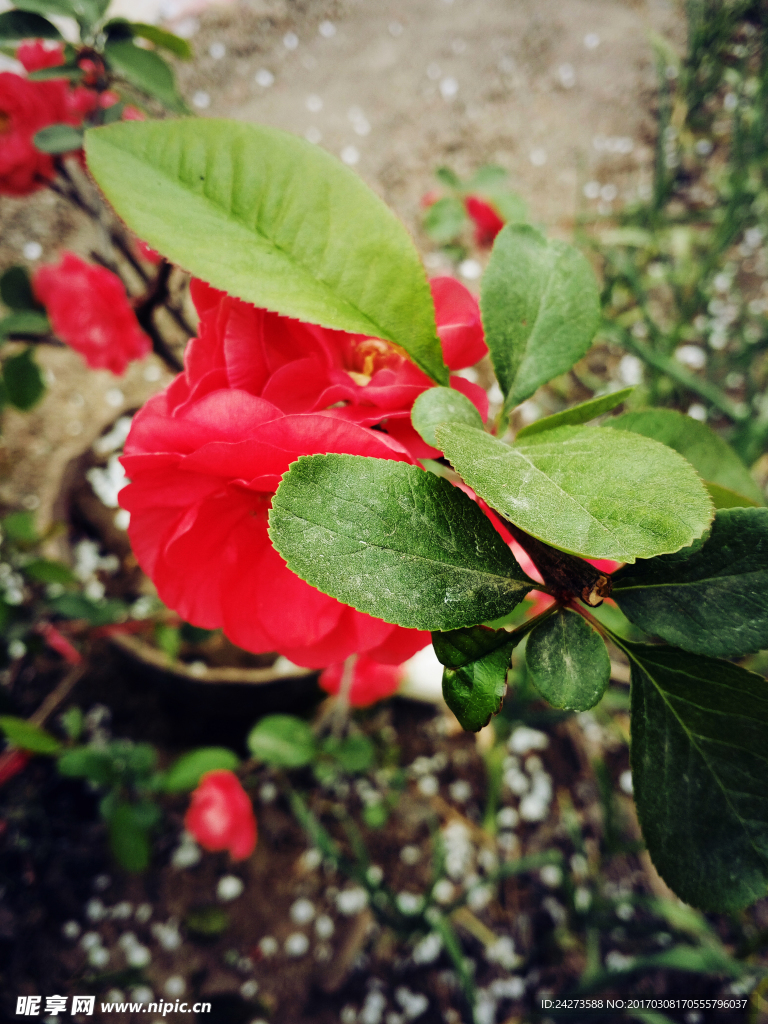 茶花