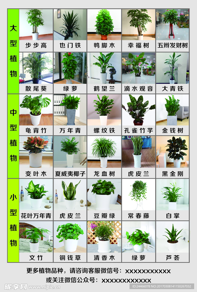 植物宣传单