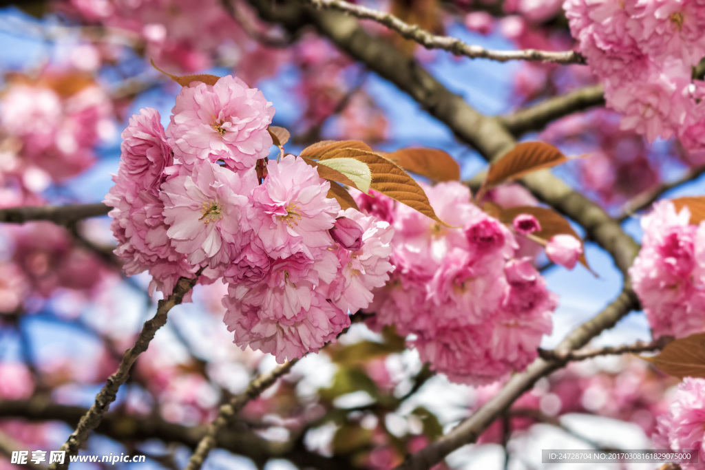 樱花