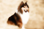 牧羊犬