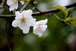 吉野樱