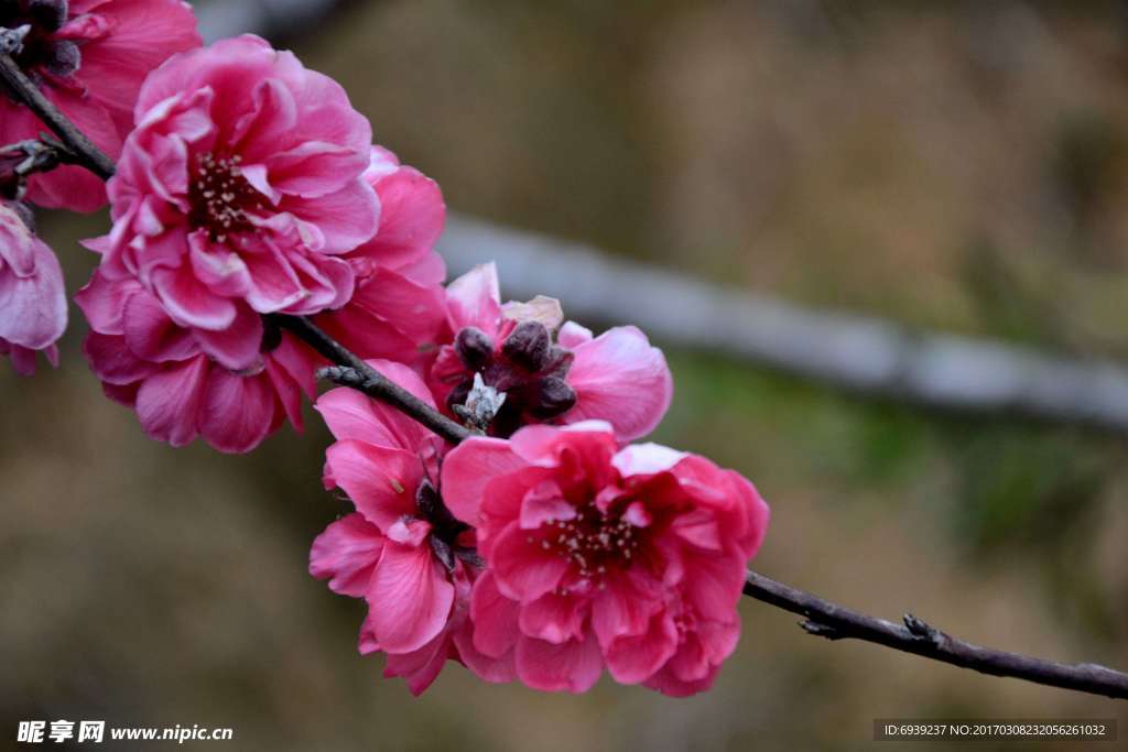 樱花