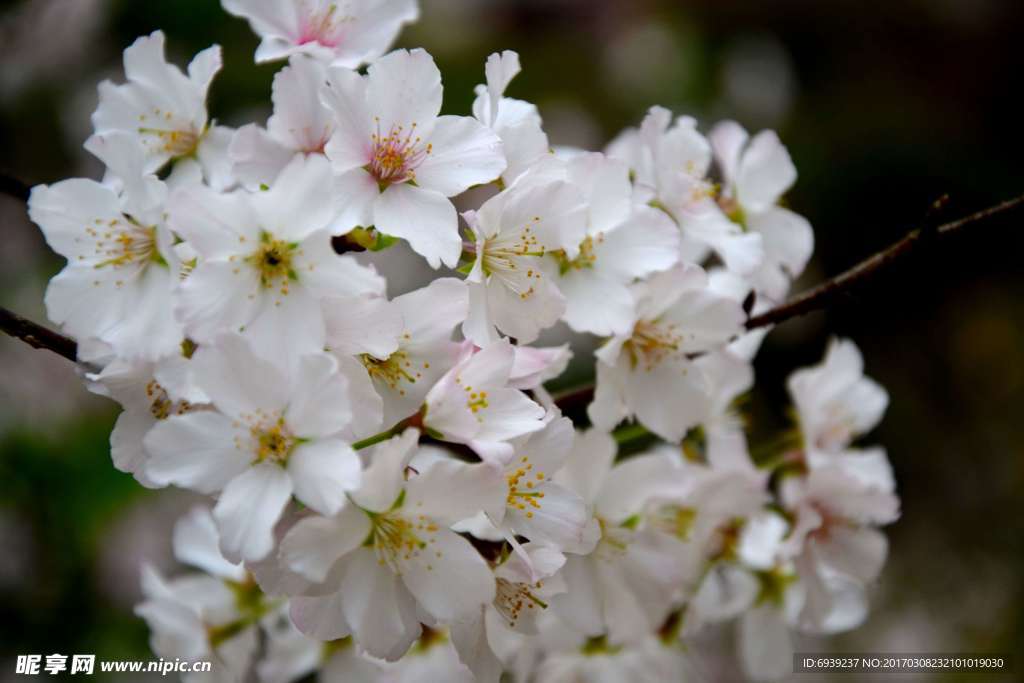 樱花