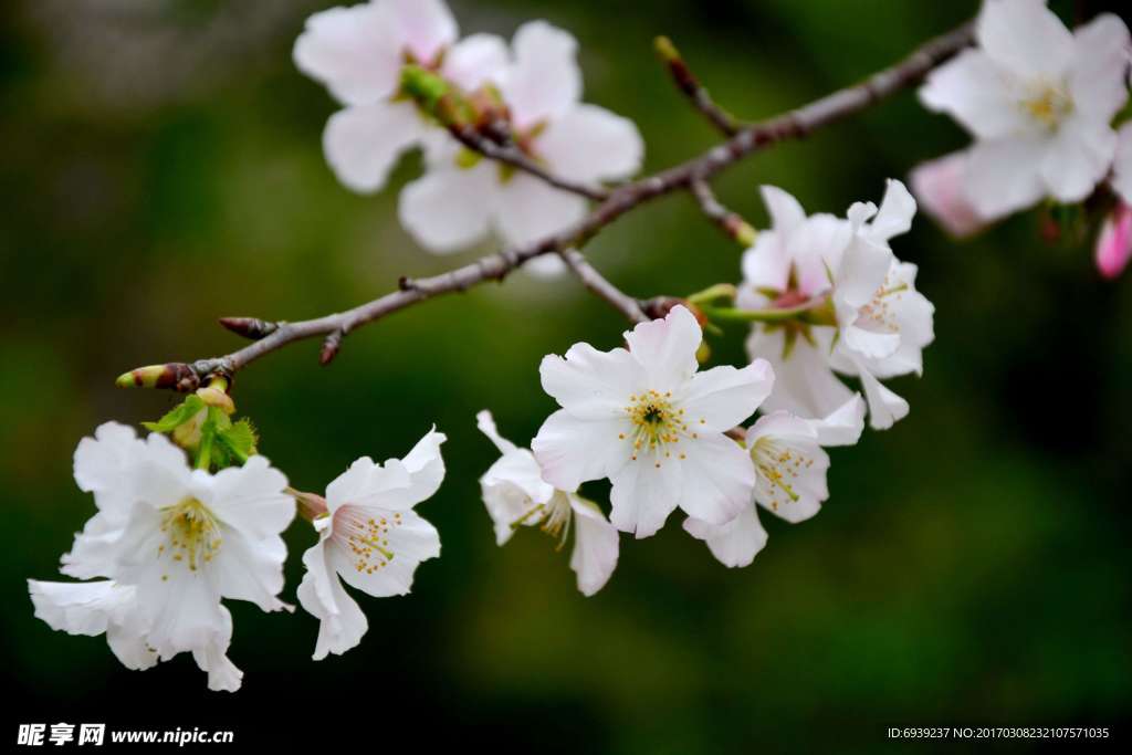 樱花