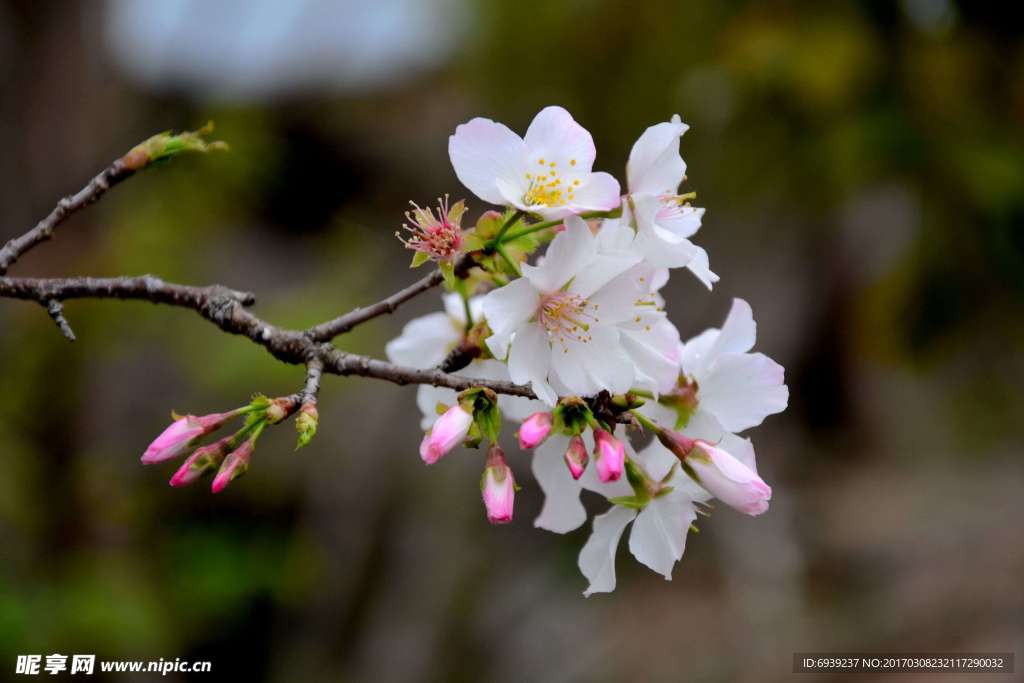 樱花