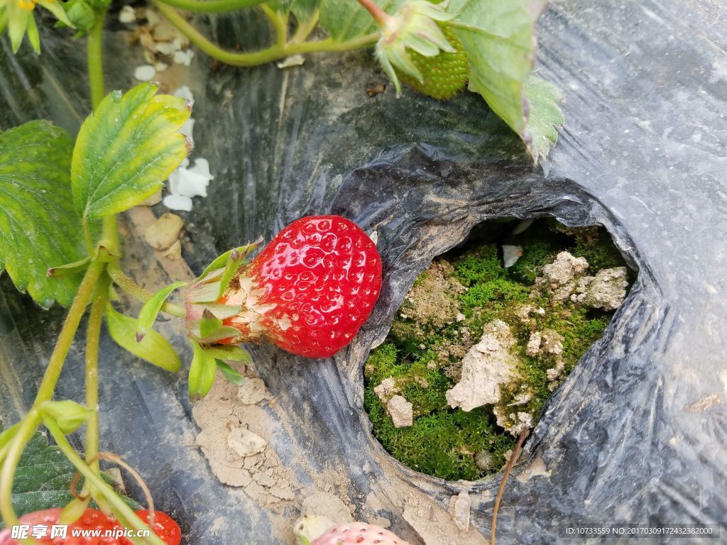 草莓