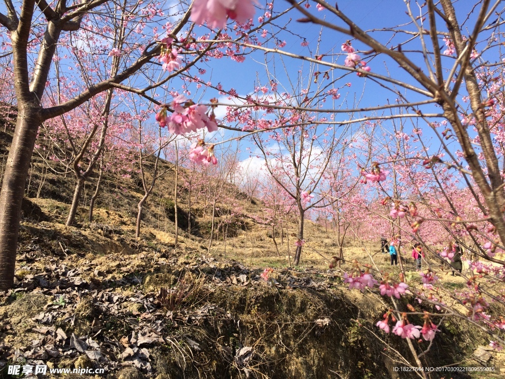 樱花