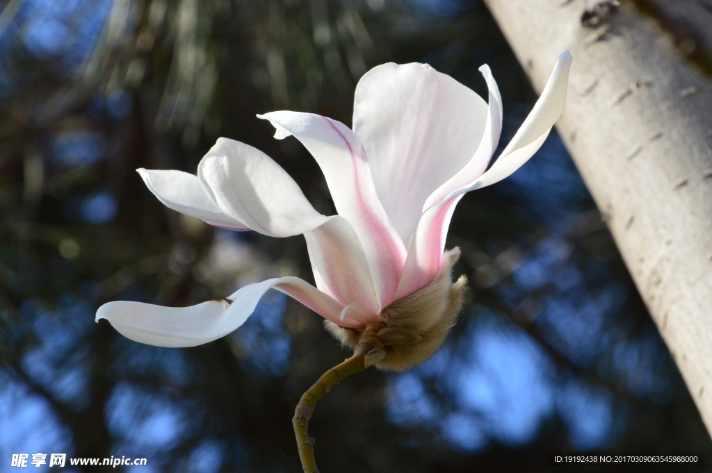 玉兰花