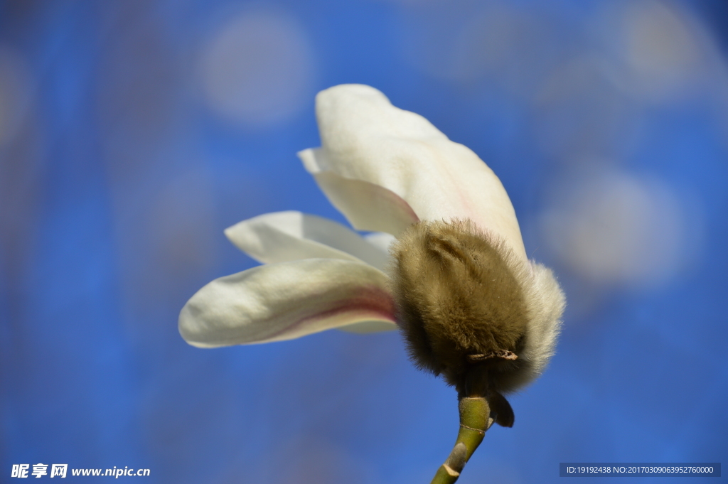 玉兰花