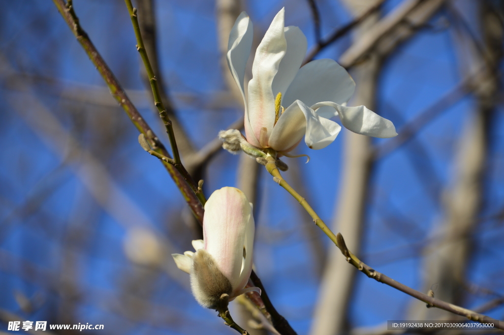 玉兰花