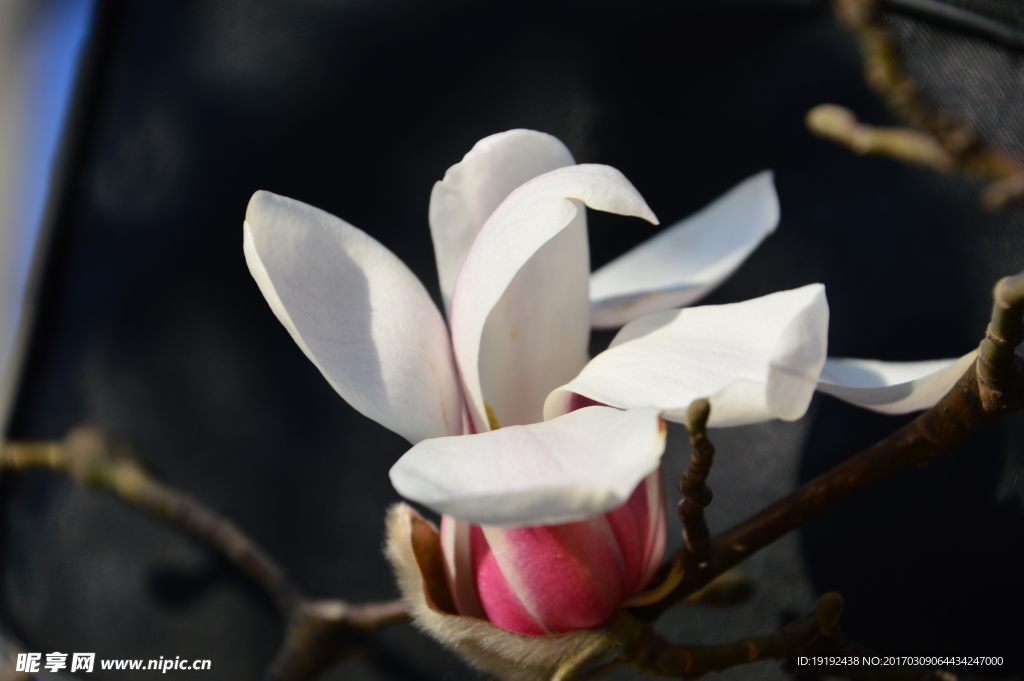 玉兰花