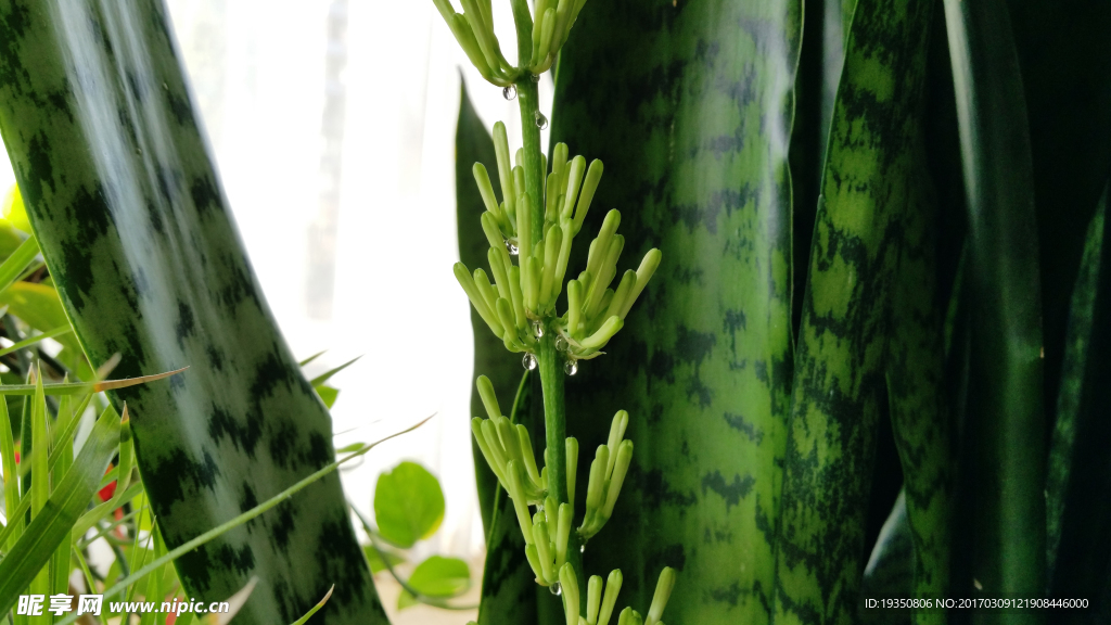 虎皮兰 花蕾