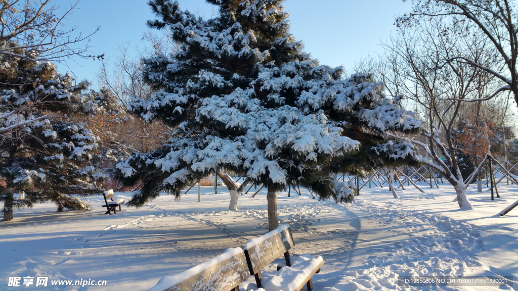 大雪 园林 松树