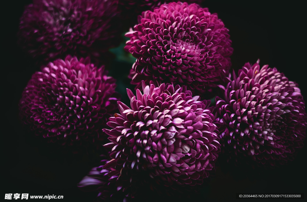 菊花·