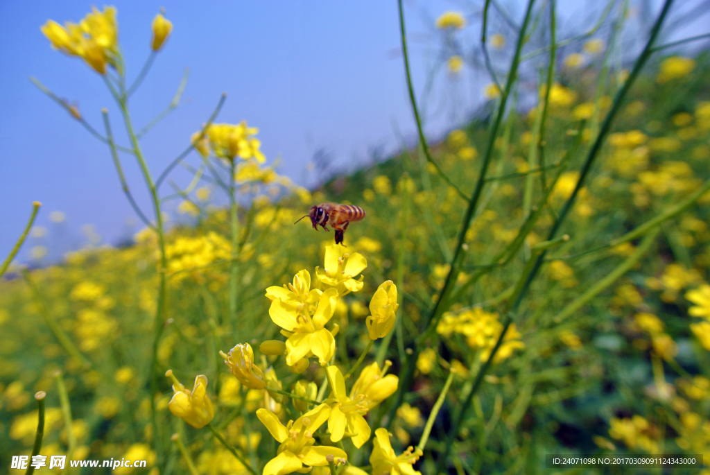 油菜花