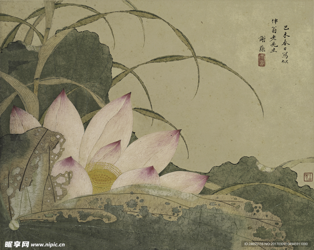 荷花图