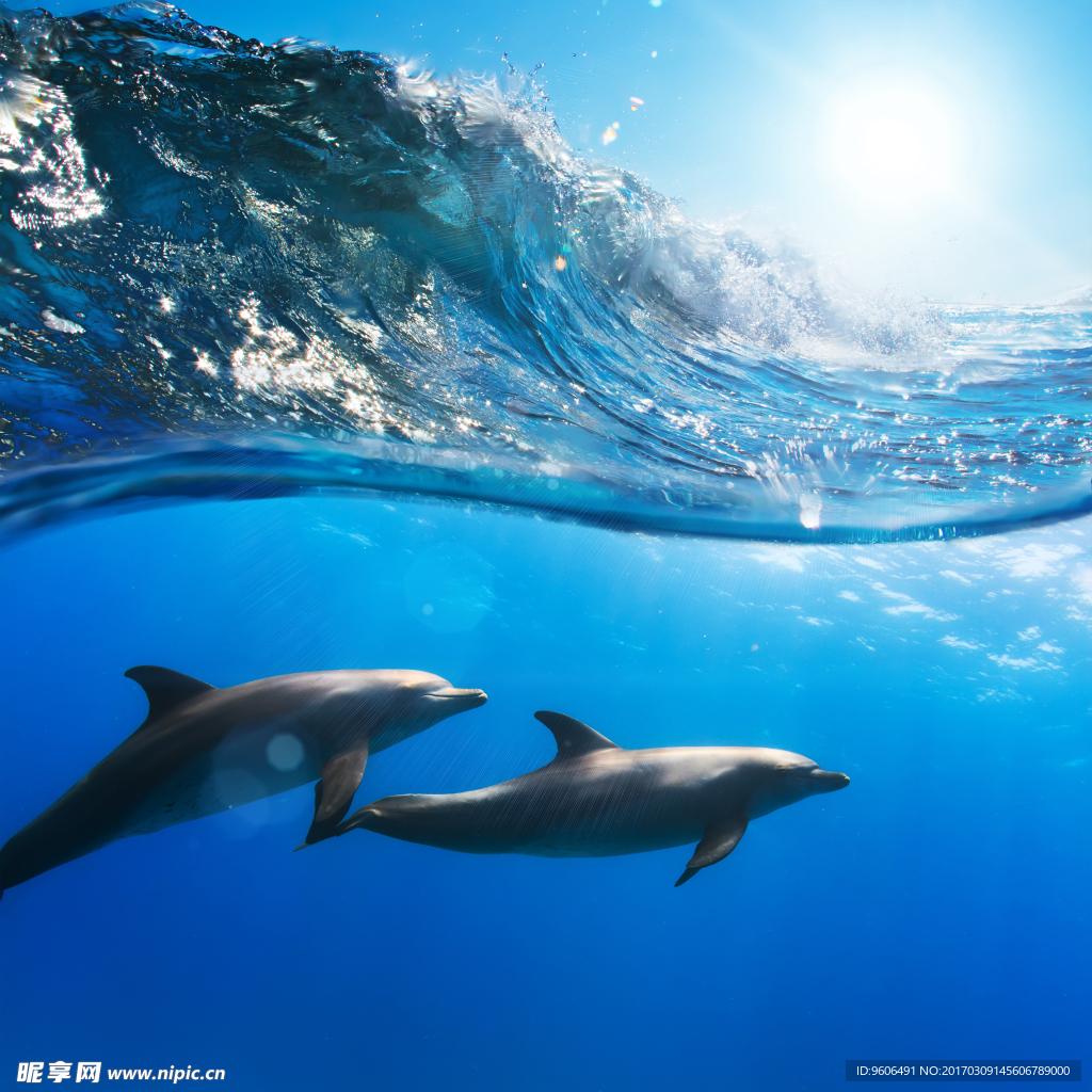 海豚