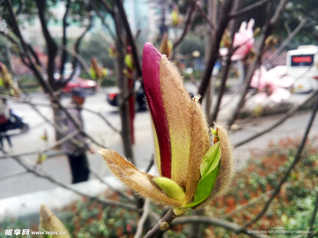 紫色玉兰花特写