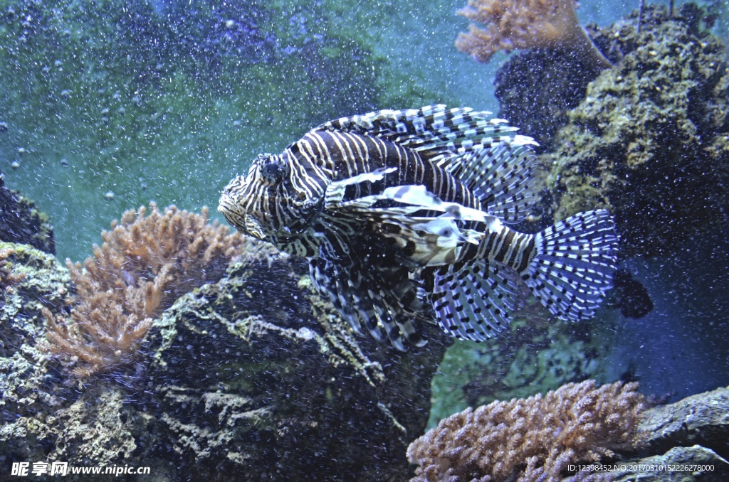海洋鱼