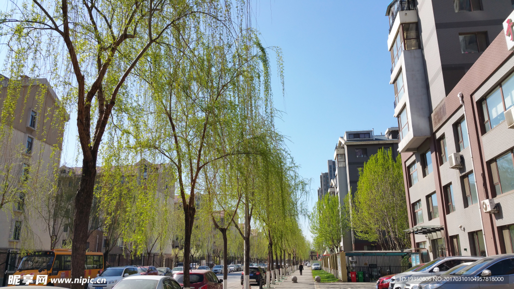 春天 柳树 建筑