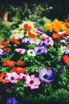 虞美人   鲜花
