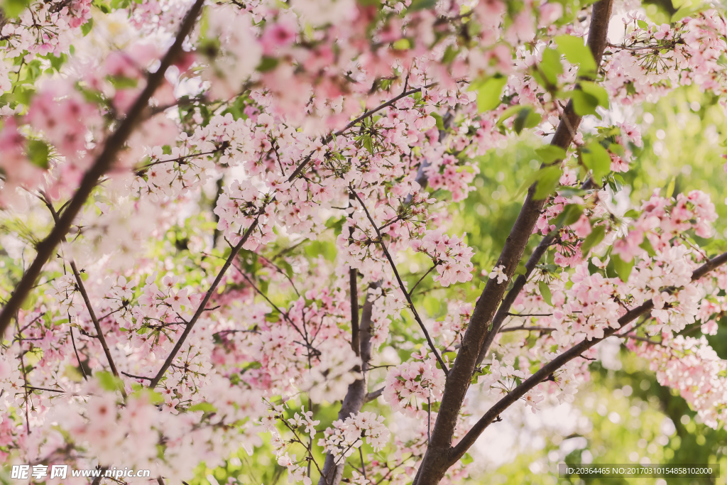 樱花