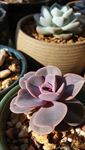 多肉植物紫珍珠