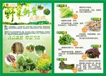 野菜促销宣传画