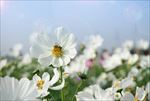 菊花图片