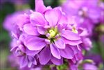 紫色苜蓿花高清特写图