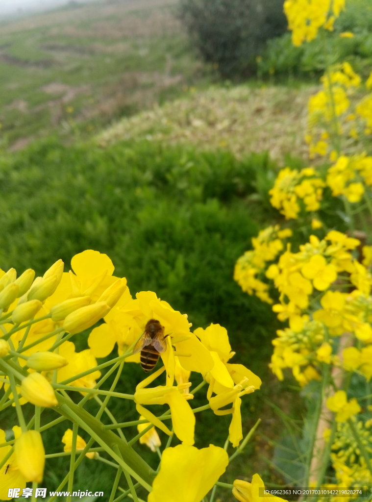绿色 田野 蜜蜂
