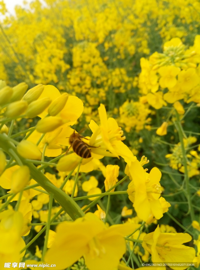 油菜花 乡间蜜蜂