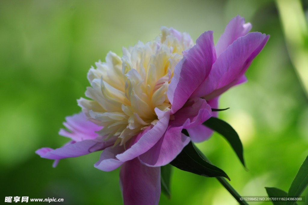 芍花