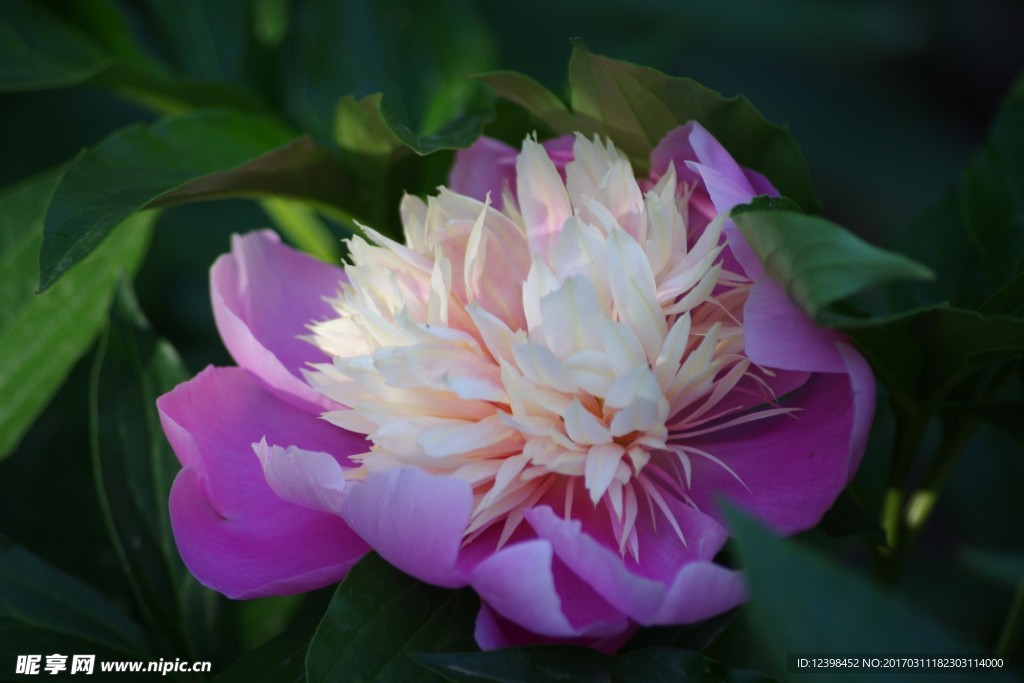 芍花