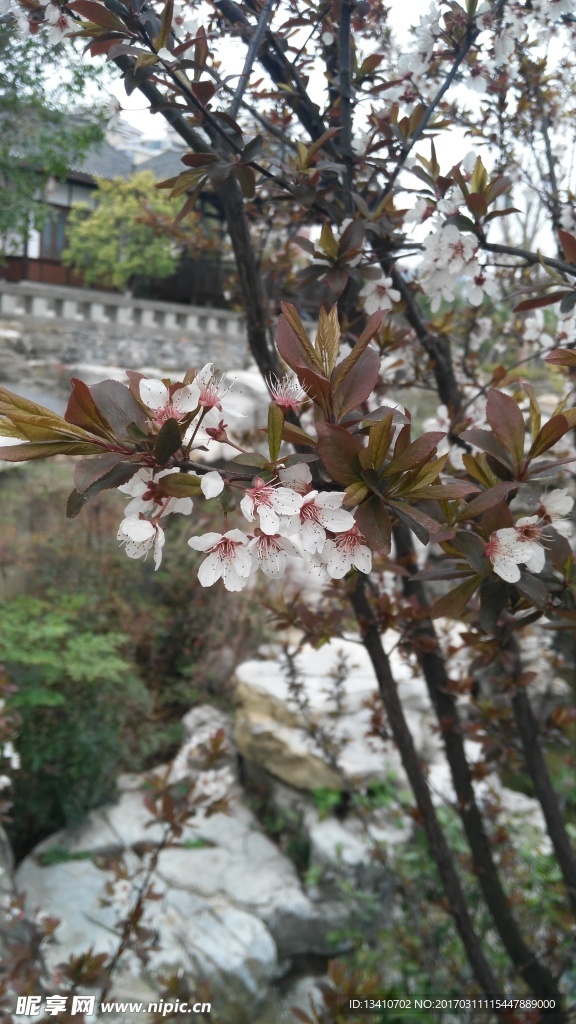 桃花朵朵开