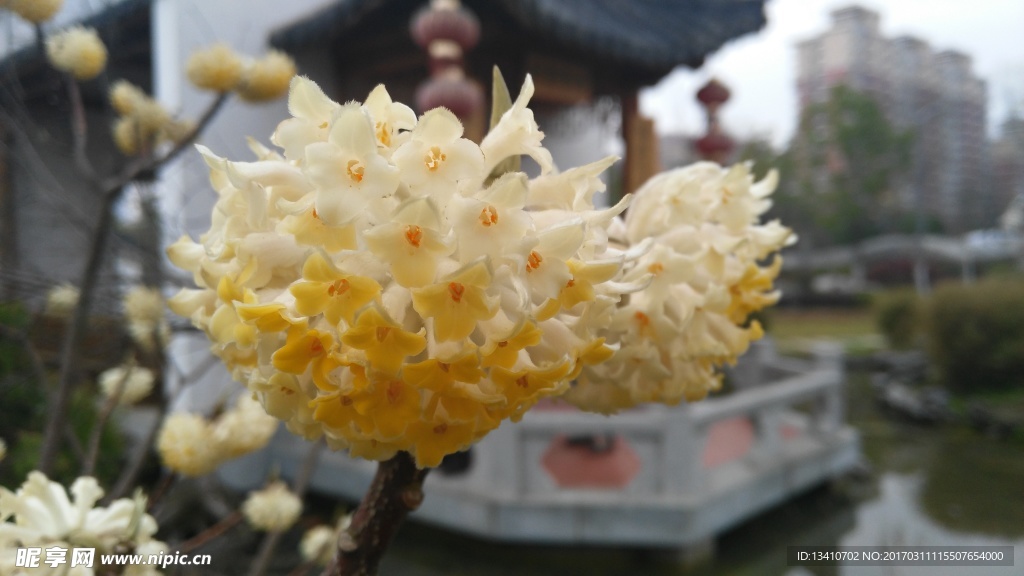 绣球花特写