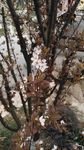 桃花初开