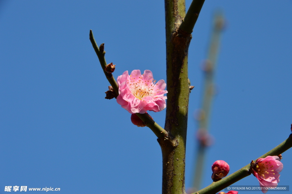 梅花