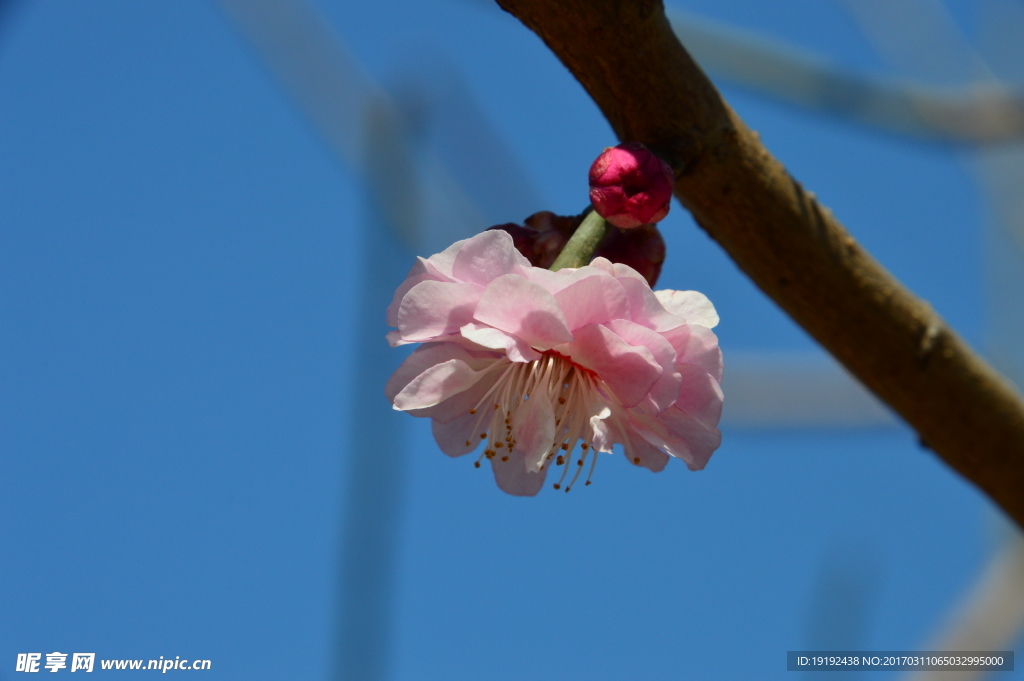 梅花