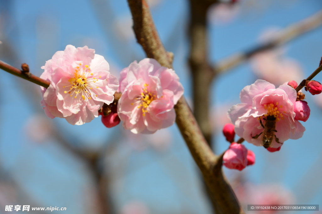 梅花