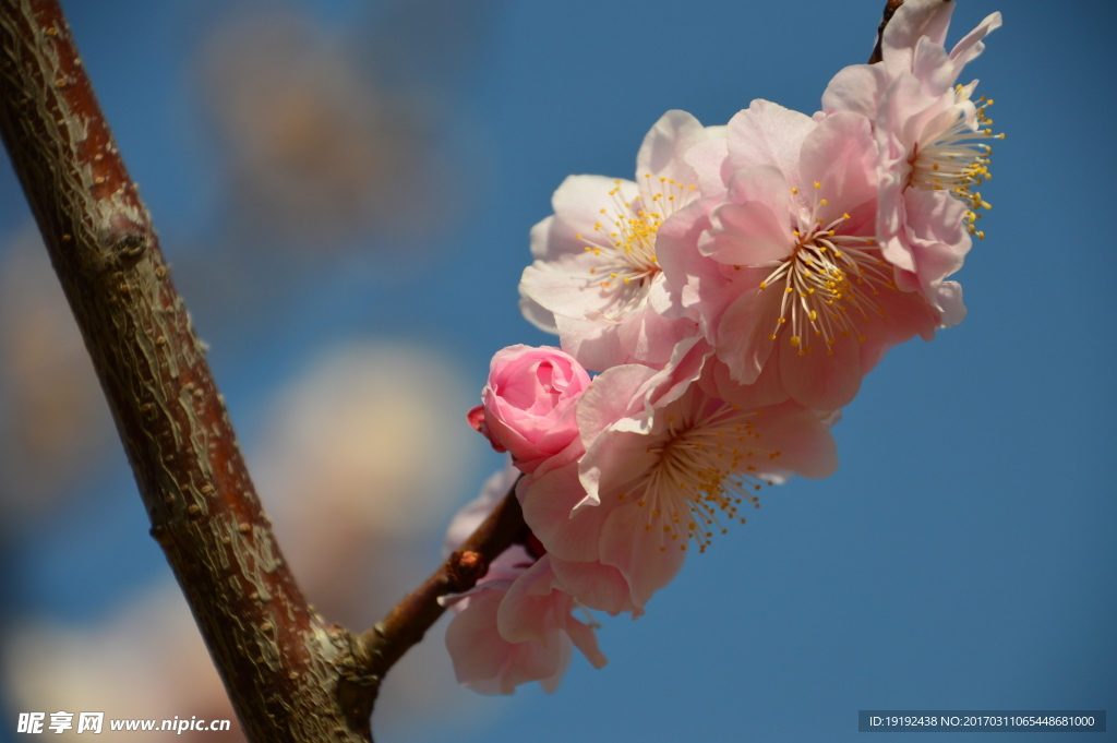 梅花