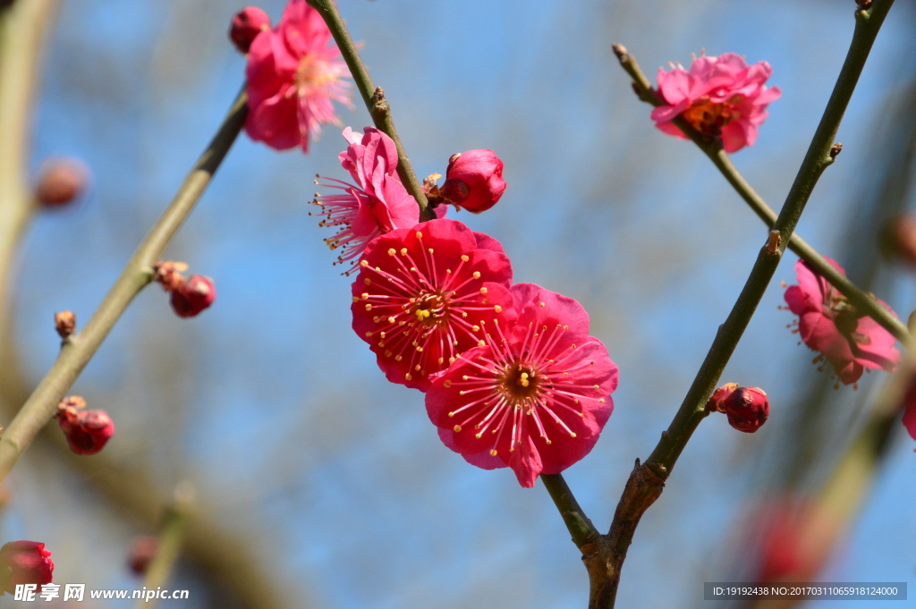 梅花