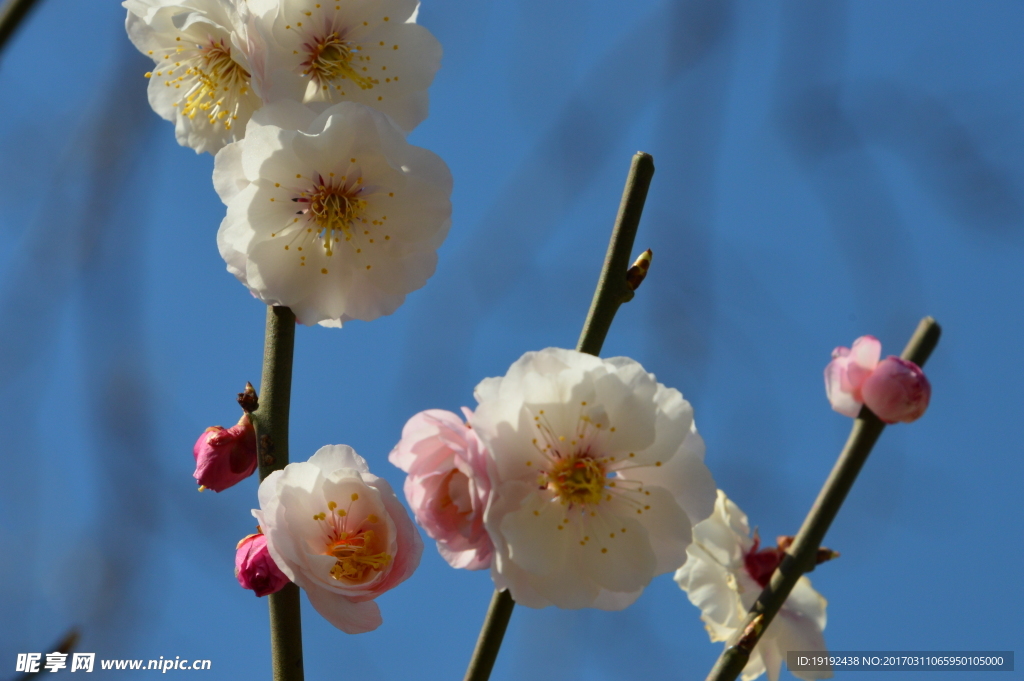 梅花